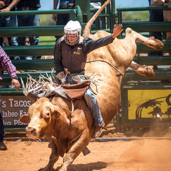 a group of people riding on the back of a cow