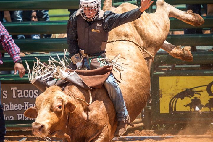 a group of people riding on the back of a cow