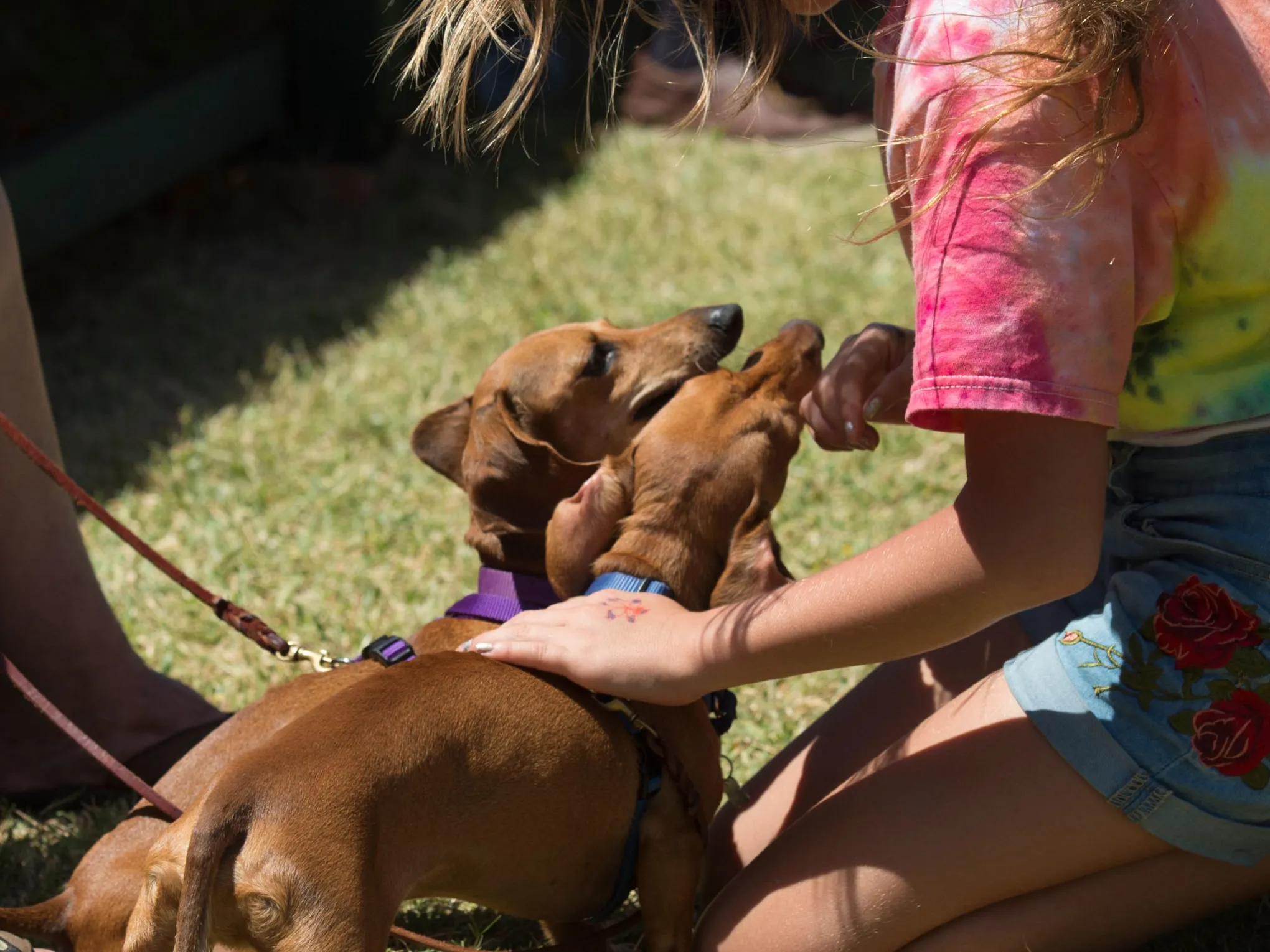 a person and a dog sitting in the grass