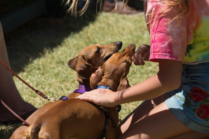 a person and a dog sitting in the grass